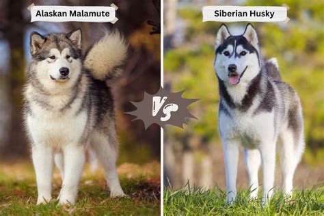 alaskan malamute pronunciation|malamute vs husky.